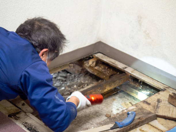 Home Mold Removal in Chapin, SC