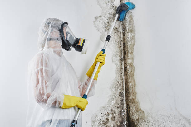 Mold Removal Process in Chapin, SC