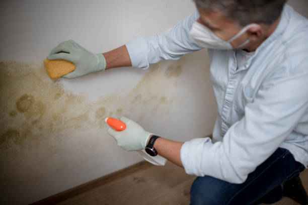 Best Mold Damage Repair  in Chapin, SC