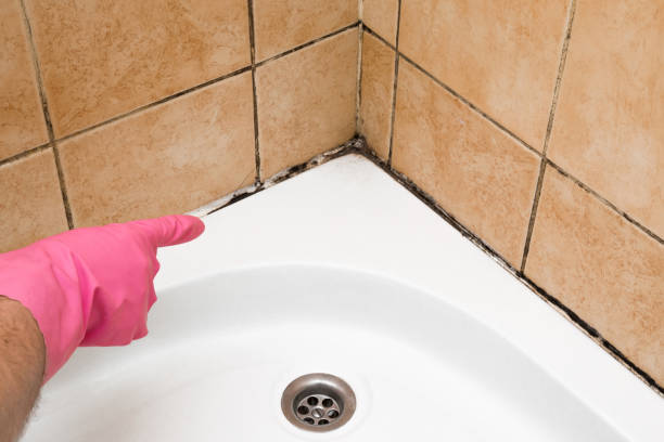 Best Mold Damage Repair  in Chapin, SC